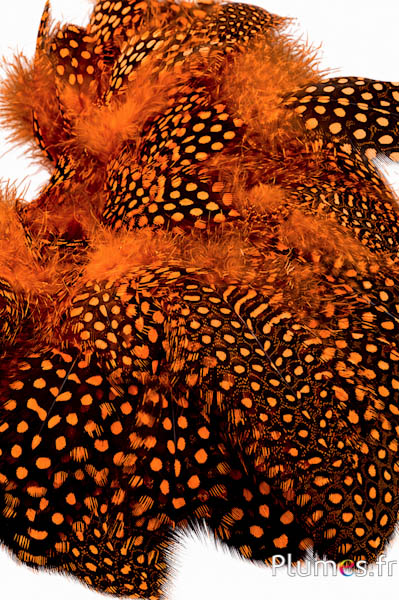 Perlhuhn - 7-13 cm - orange